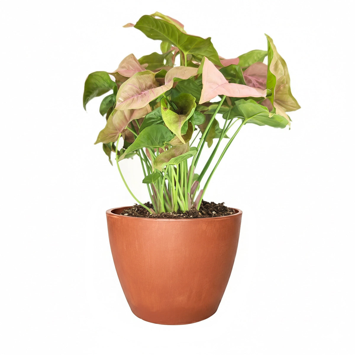 6" pot Syngonium Neon Robusta - Syng