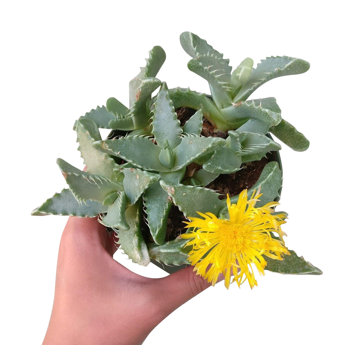 buy tiger's jaw crassula - faucaria candida live succulent 2 inch online, chunky star-shaped rosette with toothed leaf margins, forest green coloring with white flecks, non-toxic and pet friendly, excellent for bright sunny spots indoors, architecturally striking mini succulent arrangement, special gift for succulent lovers