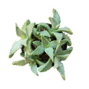 4 inch tiger's jaw crassula - faucaria candida live succulent for sale, chunky low-growing rosettes with spotted toothed foliage, rare white-flowering faucaria variety from south africa, architectural and eye-catching growth form, pet safe and drought tolerant easy care plant, striking accent piece for modern or bohemian home decor, excellent rare succulent gift choice