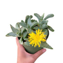 4 inch tiger's jaw crassula - faucaria candida live succulent for sale, chunky low-growing rosettes with spotted toothed foliage, rare white-flowering faucaria variety from south africa, architectural and eye-catching growth form, pet safe and drought tolerant easy care plant, striking accent piece for modern or bohemian home decor, excellent rare succulent gift choice