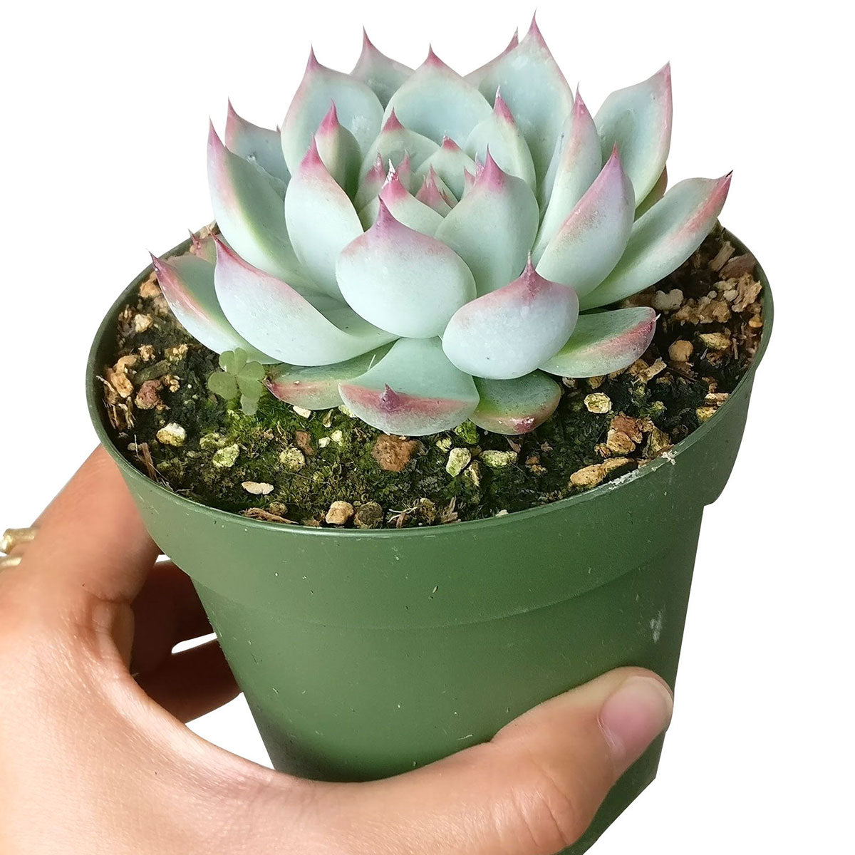 buy echeveria tippy pink succulent live succulent 2 inch online, clay pot showcasing soft blue-green rosette with vivid pink leaf tips and powdery farina, compact narrow grower perfect for windowsills, drought tolerant and easy care