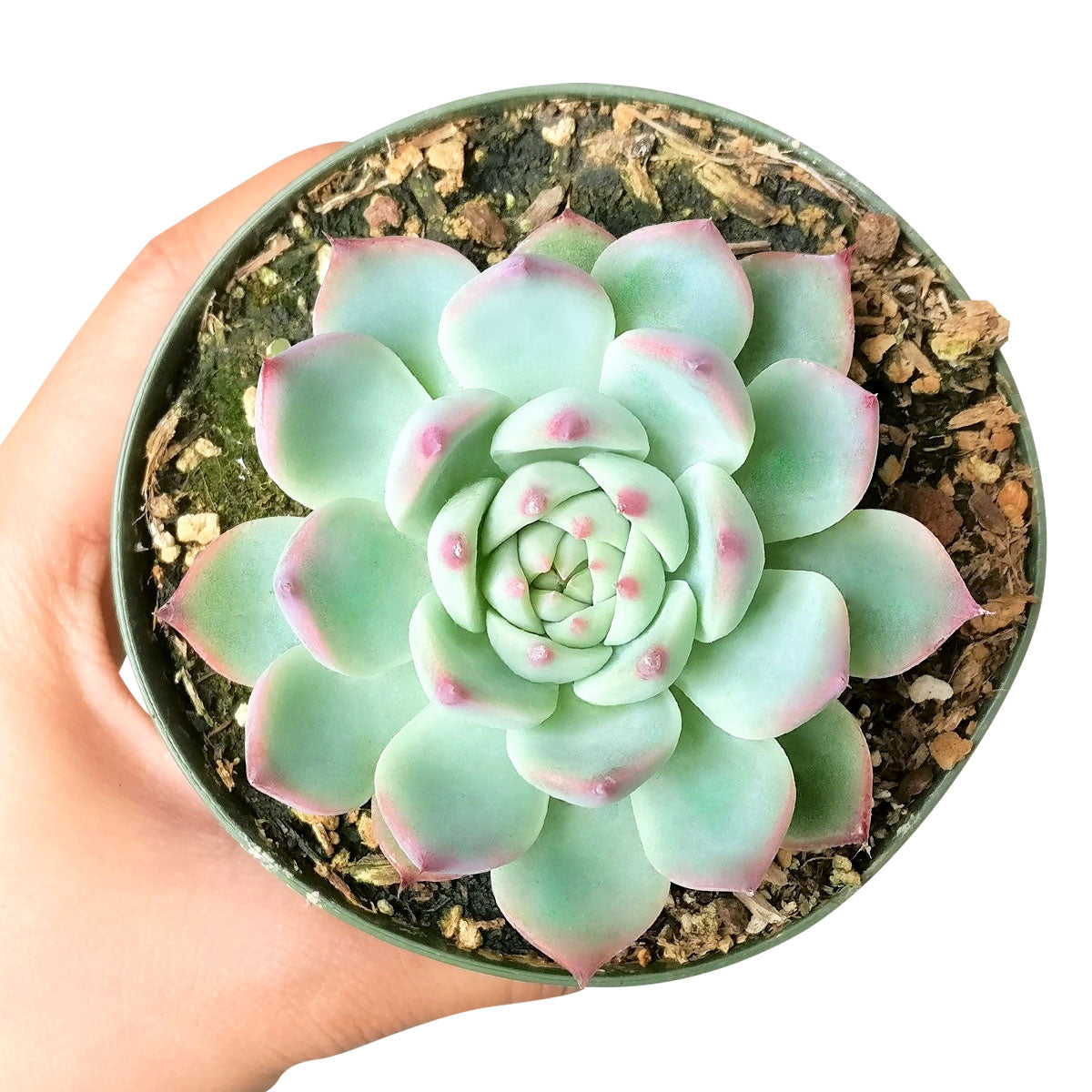 buy echeveria tippy pink succulent live succulent 2 inch online, bamboo pot pairing with rosette of fleshy blue-green leaves tipped in bright pink, silvery white powdery coating on leaf surfaces, slow grower with architectural rosette form