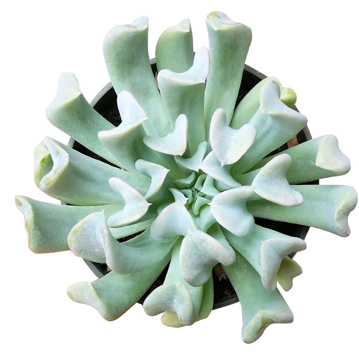 buy echeveria runyonii topsy turvy live air plant 2 inch online in bamboo pot, eco-friendly natural pot paired with silvery blue-green rosette, curled farina-dusted leaves pointing toward center, pet-safe and beginner-friendly succulent, stylish office or shelf accent plant
