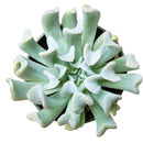 2 inch Echeveria runyonii 'Topsy Turvy' for sale. Echeveria runyonii 'Topsy Turvy' is admired for its distinctive twisted foliage and compact growth habit. It grows best in full sun to bright, indirect light and requires infrequent watering. This eye-catching succulent is ideal for beginners and collectors alike.