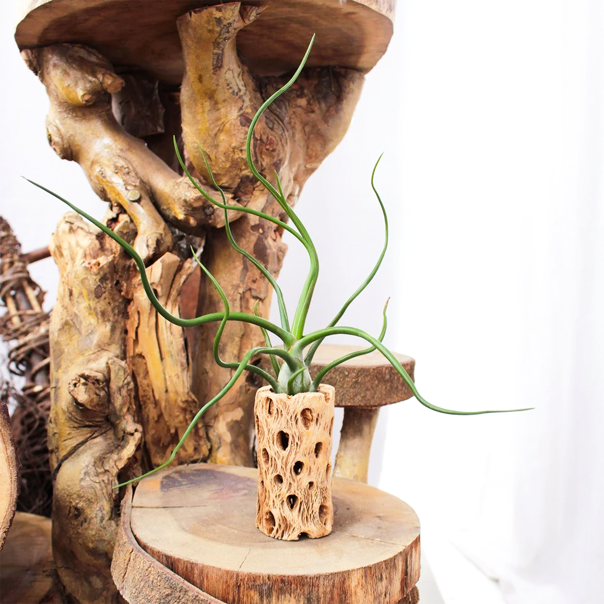 Tillandsia Bulbosa Belize for sale, unique epiphytic indoor plant, decorative air plant for home decor, low maintenance indoor tillandsia, unusual spiral air plant foliage, tropical houseplant for terrariums and driftwood