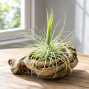Tillandsia Fuchsii Airplant Care, Tillandsia Fuchsii Air Plants for sale, How to grow Tillandsia Fuchsii Air Plants indoor, Air plants subscription box delivered monthly, Air plants gift ideas for any occasion