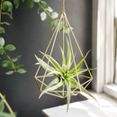 tillandsia harrisii care, tillandsia harrisii care, how to water tillandsia air plant, do tillandsia die after flowering, tillandsia harrisii black, tillandsia harrisii flower, how to care for tillandsia air plants