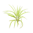 Tillandsia Air Plant Veluntina