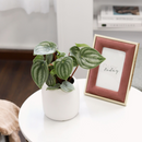 4" peperomia watermelon live houseplant for sale in nursery pot, classic grower presentation of compact bushy watermelon-striped rosette, glossy fleshy leaves in green and silver, upright non-trailing form on reddish stems, easy care low-maintenance tropical foliage, a cheerful and versatile decor plant for any bright indoor spot, a perfect starter gift for new plant parents