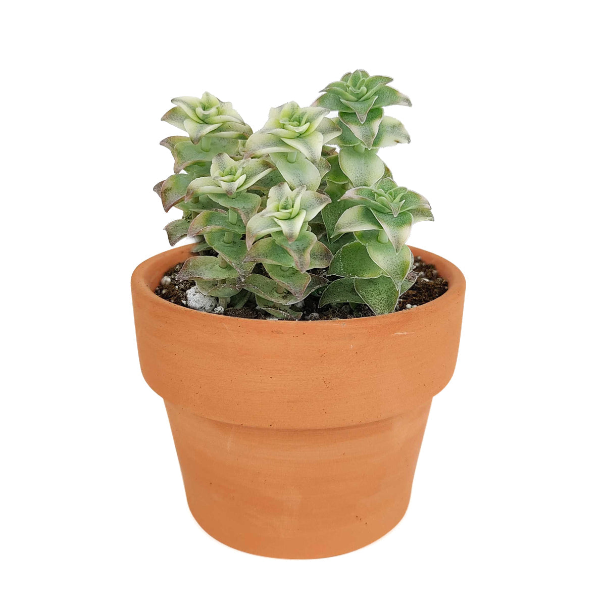 buy variegated string of buttons - crassula perforata f. variegata live succulent 2 inch online, close-up detail of triangular fused leaf pairs spiraling around stem, vivid cream and sage green variegation with sun-blushed pink tips, grows upright then gracefully trails over pot edges, suited for bright south or west facing windows, architectural statement plant for contemporary or bohemian interiors, a standout collector succulent gift