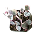 6" pot string of hearts variegated live succulent for sale, large established trailing plant with lush cascading vines adorned with pale pink white and silvery heart-shaped leaves, aerial tubers along purple stems adding unique rosary vine texture, easy care and drought tolerant once established, stunning statement piece for macrame hangers or tall shelving, a rare and memorable gift for any plant collector