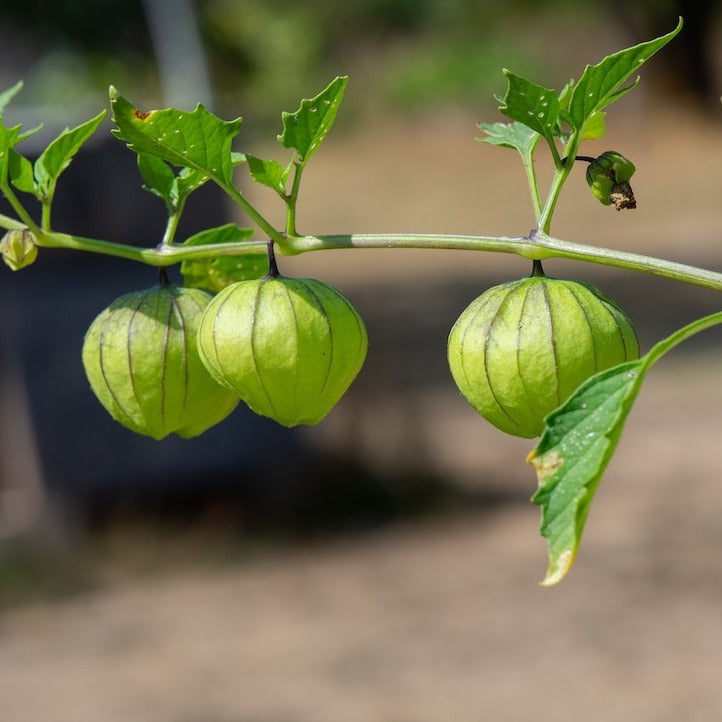 Tomatillo Verde plant container size, Tomatillo Verde plant online 1 gallon