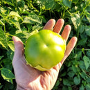 Tomatillo Verde plant container size, Tomatillo Verde plant online 1 gallon