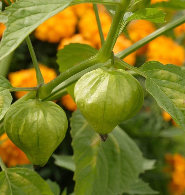 Fresh Tomatillo Verde Plant (1 Gallon) Ideal for Salsas, Grow Tangy Tomatillos, Where to buy Tomatillo Verde plant 1 gallon