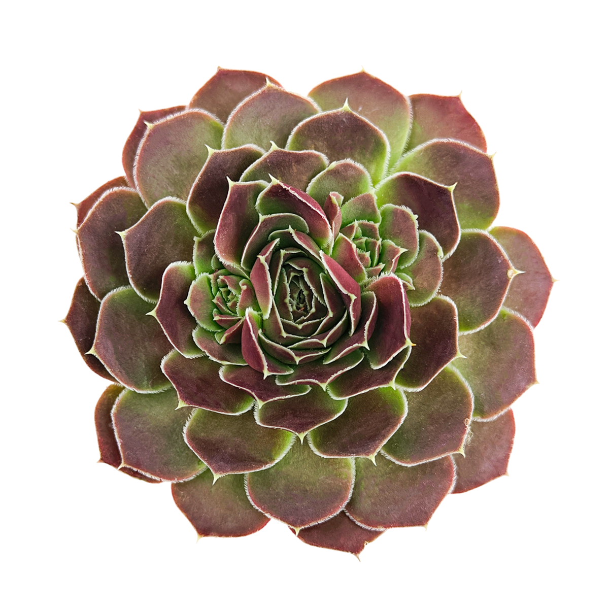 2 inch sempervivum heuffelii 'saffarina' live succulent for sale, bold chocolate burgundy coloring deepening in autumn and winter, thick fleshy succulent leaves with feathery cilia edge, tight symmetrical rosette form, full sun hardy outdoor plant, in white modern pot, elegant architectural garden decor for containers or green roofs, rare cultivar gift for succulent lovers