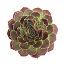 2 inch sempervivum heuffelii 'saffarina' live succulent for sale, deep burgundy rosette with fresh lime-green center and cilia-fringed leaf texture, compact and symmetrical clumping form, frost and drought tolerant outdoor alpine succulent, displayed in white modern pot, elegant year-round architectural garden accent, a prized rare collector plant and memorable gift for succulent enthusiasts