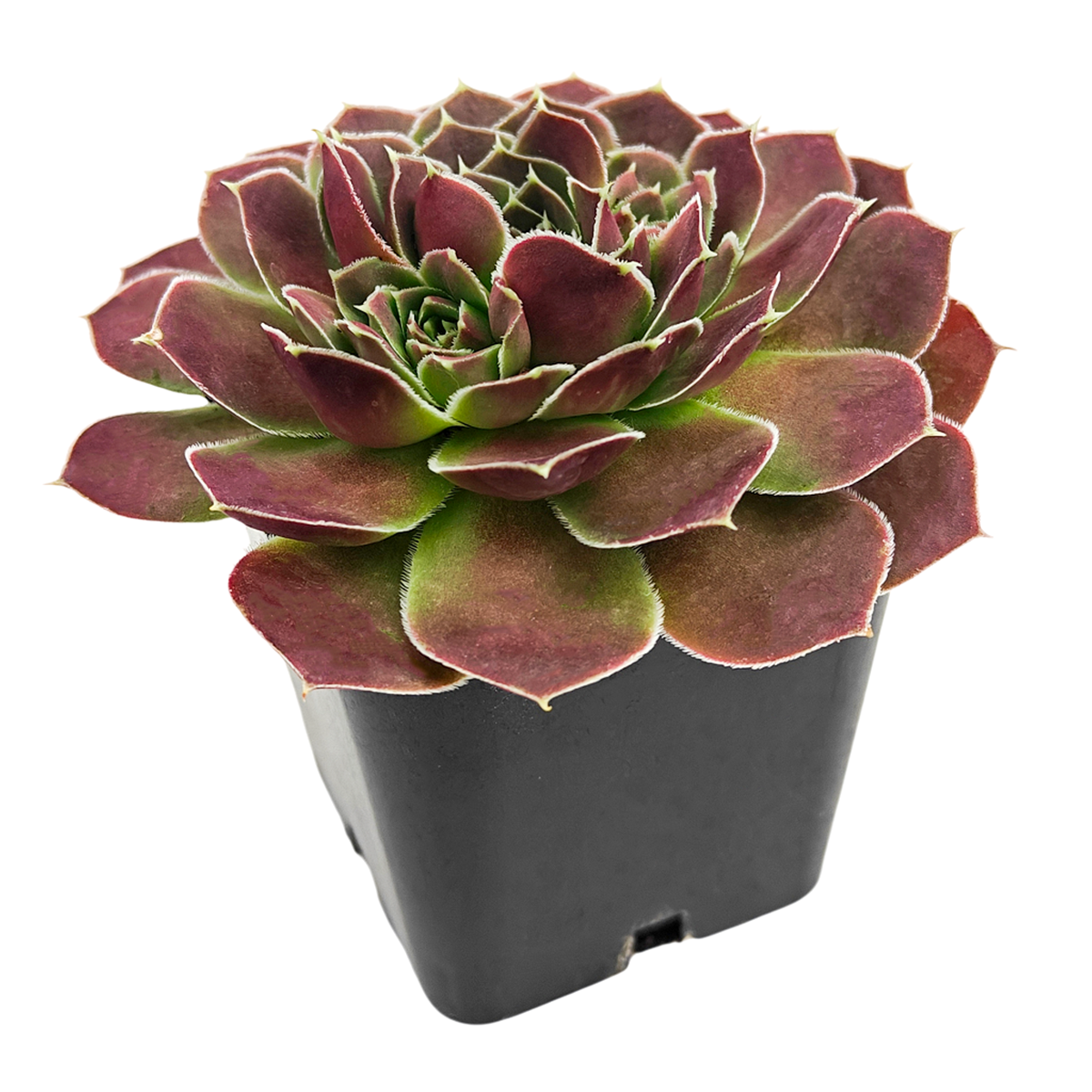 buy sempervivum heuffelii 'saffarina' live succulent 2 inch online, deep red-burgundy rosette with contrasting lime green center, long soft cilia adding glow and texture, slow clumping alpine succulent, thrives in full sun outdoors year-round, shown in bamboo pot, natural earthy decor accent for balcony garden or outdoor planter, a rare collector succulent gift