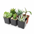 buy mystery succulent box assorted plants online, mystery succulent gift box for plant lovers, succulent care package surprise assortment, mystery succulents randomly selected variety pack