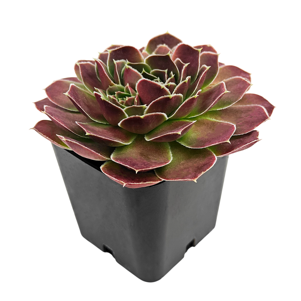 2 inch sempervivum heuffelii 'saffarina' live succulent for sale, rich chocolate and green rosette with season-shifting color, cilia-fringed leaf margins with delicate texture, compact rosette with dense clustering form, hardy to -30 degrees fahrenheit, plastic pot presentation, eye-catching architectural accent for container or ground planting, perfect rare succulent for gardeners