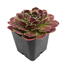 2 inch sempervivum heuffelii 'saffarina' live succulent for sale, deep burgundy rosette with fresh lime-green center and cilia-fringed leaf texture, compact and symmetrical clumping form, frost and drought tolerant outdoor alpine succulent, displayed in white modern pot, elegant year-round architectural garden accent, a prized rare collector plant and memorable gift for succulent enthusiasts
