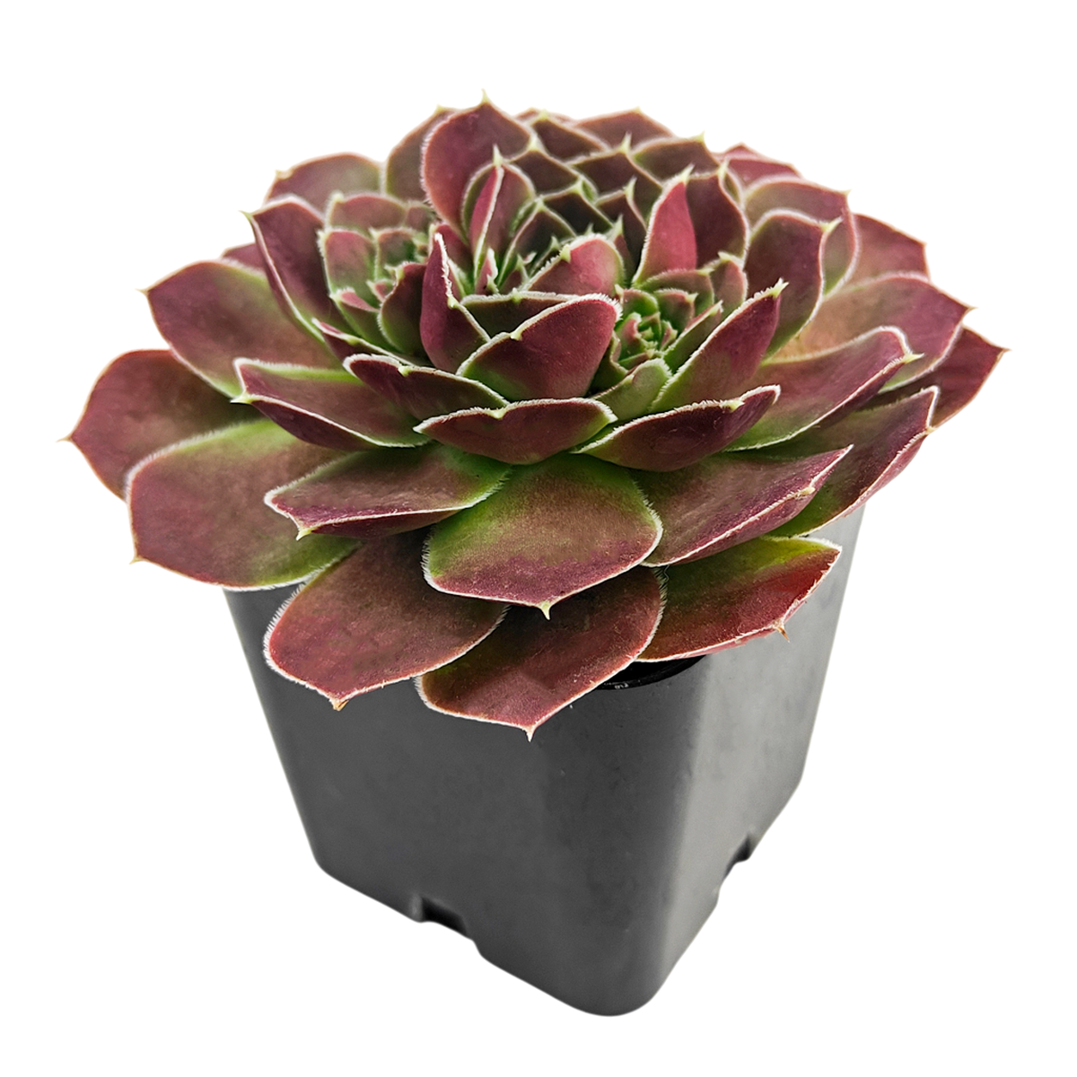 2 inch sempervivum heuffelii 'saffarina' live succulent for sale, vivid burgundy tones intensifying with cooler temperatures, thick fleshy leaves with delicate cilia fringe, tidy low-growing clump habit, exceptionally drought tolerant, displayed in white modern pot, striking minimalist decor accent for shelves or rock gardens, a unique and lasting heirloom gift