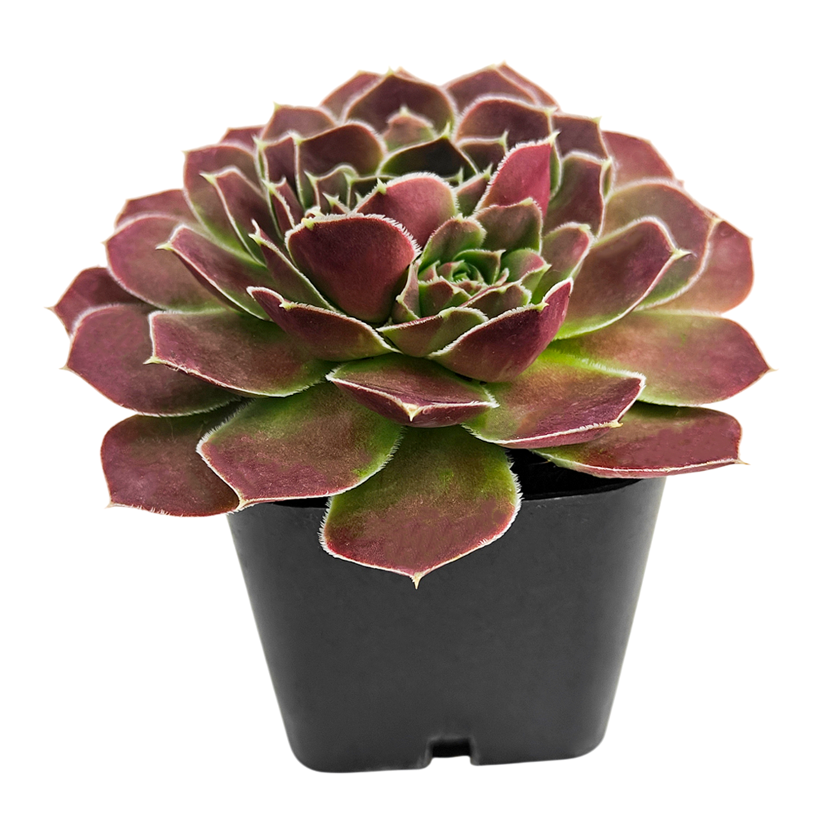 buy sempervivum heuffelii 'saffarina' live succulent 2 inch online, jewel-toned burgundy rosette with apple green core, soft cilia hairs lining each leaf edge, low-growing clumping succulent, drought tolerant and frost hardy, presented in clay pot, a dramatic year-round color accent for rock gardens and outdoor planters, an exceptional gift for cold-climate gardeners