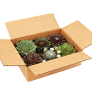Sempervivum Variety Pack, Live Hen and Chicks Succulents (6, 12, or 20 Pack) - 2" Potted Perennials