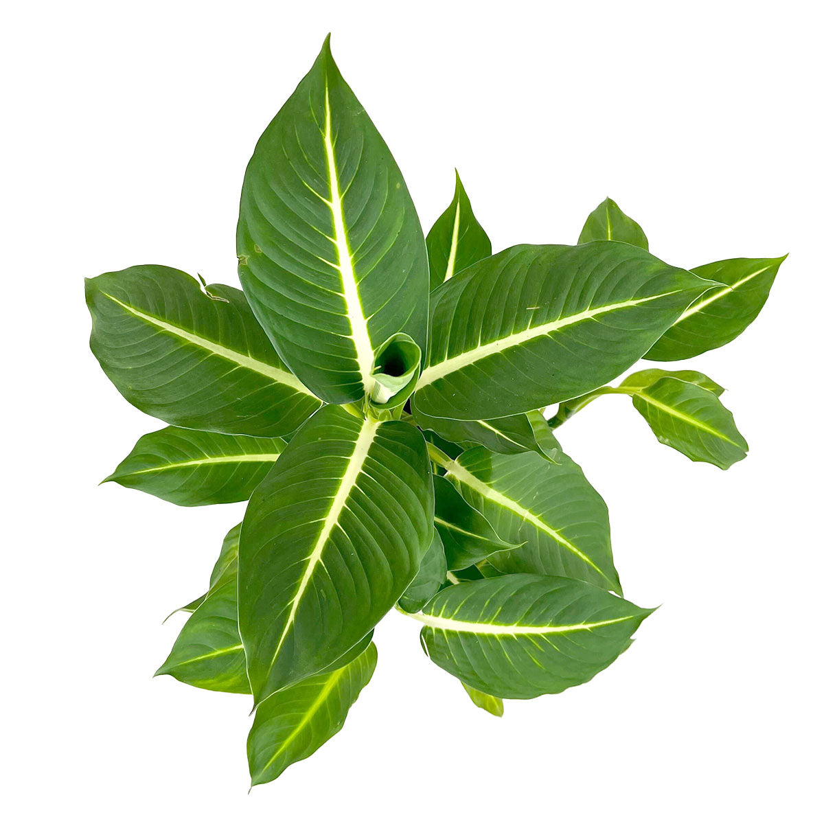 6 inch dieffenbachia green magic live plant for sale, rich forest green lush leaf canopy, graphic high-contrast white midrib detail, broad tropical leaves with smooth satiny texture, shade tolerant beginner friendly indoor plant, elegant statement piece for shelves or side tables, beautiful air purifying plant gift for any occasion