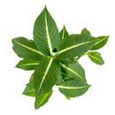 buy dieffenbachia green magic live plant 6 inch online, dense bushy upright tropical growth form, dark green foliage with crisp white center vein, thick sturdy cane-like stem structure, moderate humidity loving easy care houseplant, bold tropical floor or tabletop decor accent, a stunning and long-lasting indoor gift for plant lovers