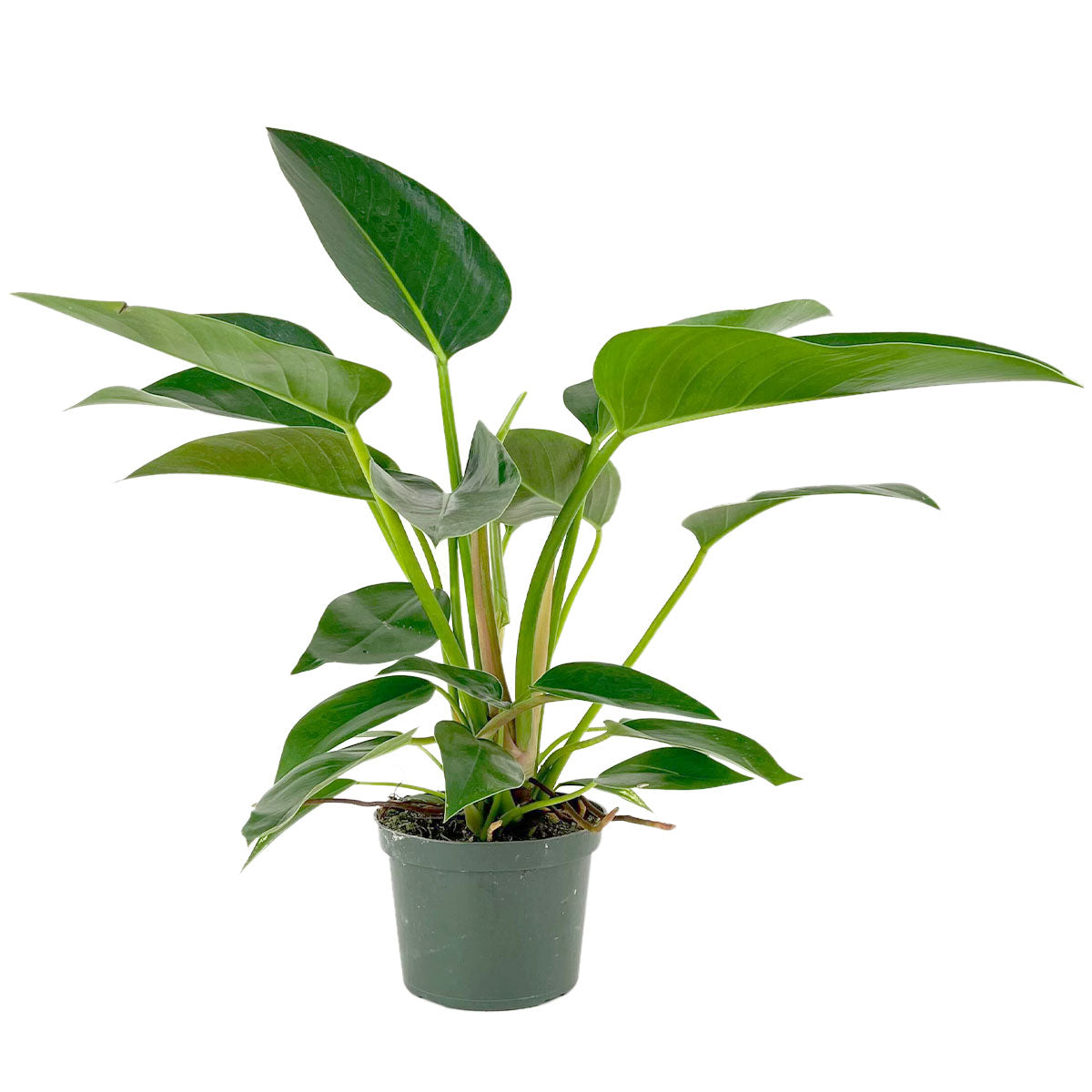 buy philodendron 'congo green' live air plant 4" pot online, large leathery dark forest green foliage, non-vining self-heading growth, sturdy upright stems, easy care tropical houseplant, dramatic indoor floor plant display, thoughtful gift for beginner plant parents