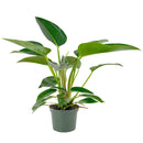 6" pot philodendron 'congo green' live air plant for sale, dark green shiny foliage with thick waxy texture, self-heading compact tropical form, tolerates average indoor humidity, grows as impressive floor or shelf statement plant, refined tropical elegance for modern or eclectic interiors, a treasured gift for plant collectors and beginners alike