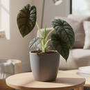 4" pot alocasia 'melo' live plant for sale, extraordinarily thick leathery leaves with rough mineral-like surface texture, jade to slate blue-green coloration with deep corrugations, upright compact form ideal for desks and small spaces, jewel alocasia native to borneo tropical rainforests, creates a lush tropical focal point in any room, an impressive and memorable gift for any plant collector