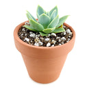 4 inch echeveria blue atoll live air plant for sale, dusky blue-gray foliage with chalky finish creating soft muted aesthetic appeal, well-developed compact rosette structure ideal for container gardening and indoor plant collections, requires bi-weekly rotation to prevent one-sided growth and maintain balanced proportions, sensitive to temperature stress and air movement from climate control systems, elegant living decor accent, wonderful gift for thoughtful plant parents