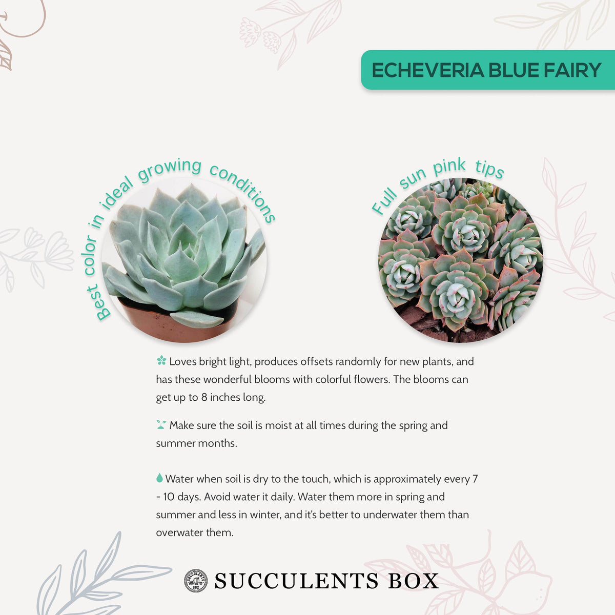 4 inch echeveria blue fairy live succulent for sale in plastic pot, full plant view showing healthy rosette with vibrant pastel blue coloring, frosty wax-covered leaves tapering to reddish points, upright compact form, sun-loving and low water needs,
