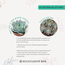 4 inch echeveria blue fairy live succulent for sale in plastic pot, full plant view showing healthy rosette with vibrant pastel blue coloring, frosty wax-covered leaves tapering to reddish points, upright compact form, sun-loving and low water needs,