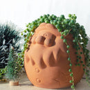 String of pearls for sale, how to grow succulents, succulent plant, succulent care guide, indoor succulents, monthly succulents, succulent care tips