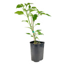 spice plants, where to buy herb plants near me, best place to buy herb plants near me