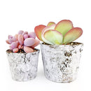 Birch Pot with Zinc, Natural Birch Bark Covered Zinc Planter Pot, White Birch Bark with Zinc, Small Birch Pot with Zinc, Birch Pot with Zinc 3.75" x 3", Rustic Designed Birch Pot with Zinc