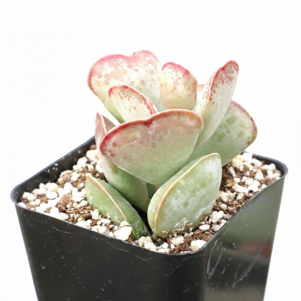 buy calico hearts cotyledon maculata - adromischus triflorus live air plant 2 inch online, thick fleshy heart-shaped leaves edged with reddish-brown spotting, compact narrow clumping growth stays tidy on desks and ledges, slow grower with striking mo