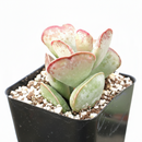 buy calico hearts cotyledon maculata - adromischus triflorus live air plant 2 inch online, thick fleshy heart-shaped leaves edged with reddish-brown spotting, compact narrow clumping growth stays tidy on desks and ledges, slow grower with striking mo