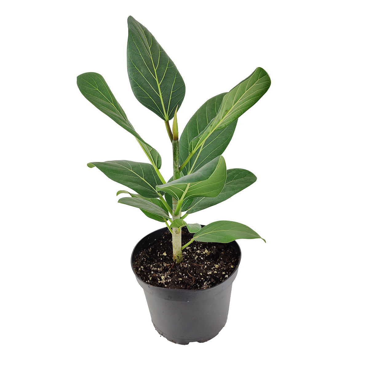 Ficus Audrey, Fiddle Leaf Fig, air-purifying houseplant, medium to bright light houseplant, houseplants for homes and offices, buy Ficus Audrey online, how to care for Ficus Audrey