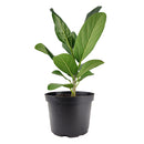 Ficus Audrey, Fiddle Leaf Fig, air-purifying houseplant, medium to bright light houseplant, houseplants for homes and offices, buy Ficus Audrey online, where to buy Ficus Audrey