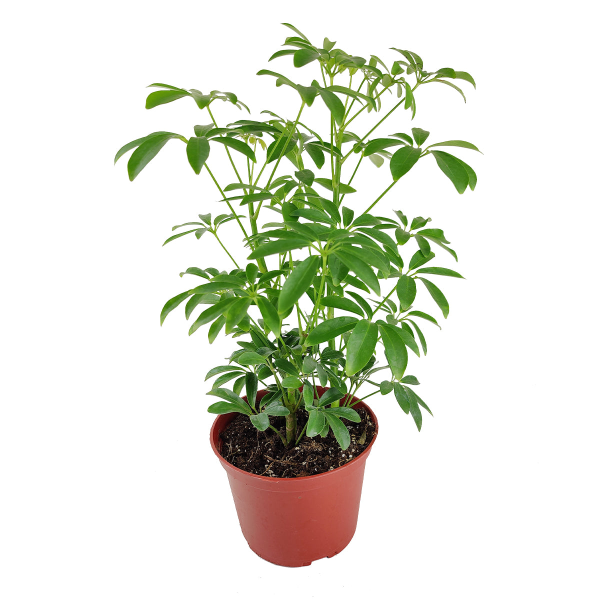 buy schefflera arboricola 'umbrella' live houseplant 3" pot online, young vibrant green leaflets arranged in radiating fan clusters, compact starter size, upright shrub form suitable for tabletops or windowsills, bright indirect light lover, cheerful pop of tropical green for any room, ideal gift for new plant parents