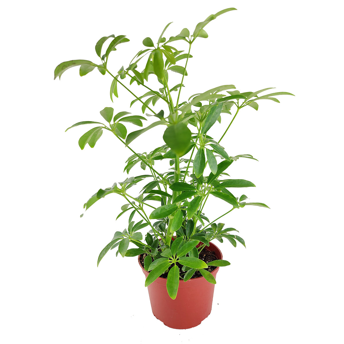 10" pot schefflera arboricola 'umbrella' live houseplant for sale, large specimen with multiple umbrella-like leaf clusters, thick glossy dark green foliage, architectural floor plant with tropical flair, air purifying and fast growing, transforms corners and open spaces, an impressive gift for plant enthusiasts