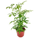 buy schefflera arboricola 'umbrella' live houseplant 6" pot online, richly textured glossy green leaflets in layered umbrella clusters, compact tropical evergreen with fast growth and easy pruning, adaptable to various indoor light conditions, air purifying and long-lived heirloom-quality houseplant, lush tropical accent for reading nooks or bright hallways, a meaningful and lasting gift for any occasion