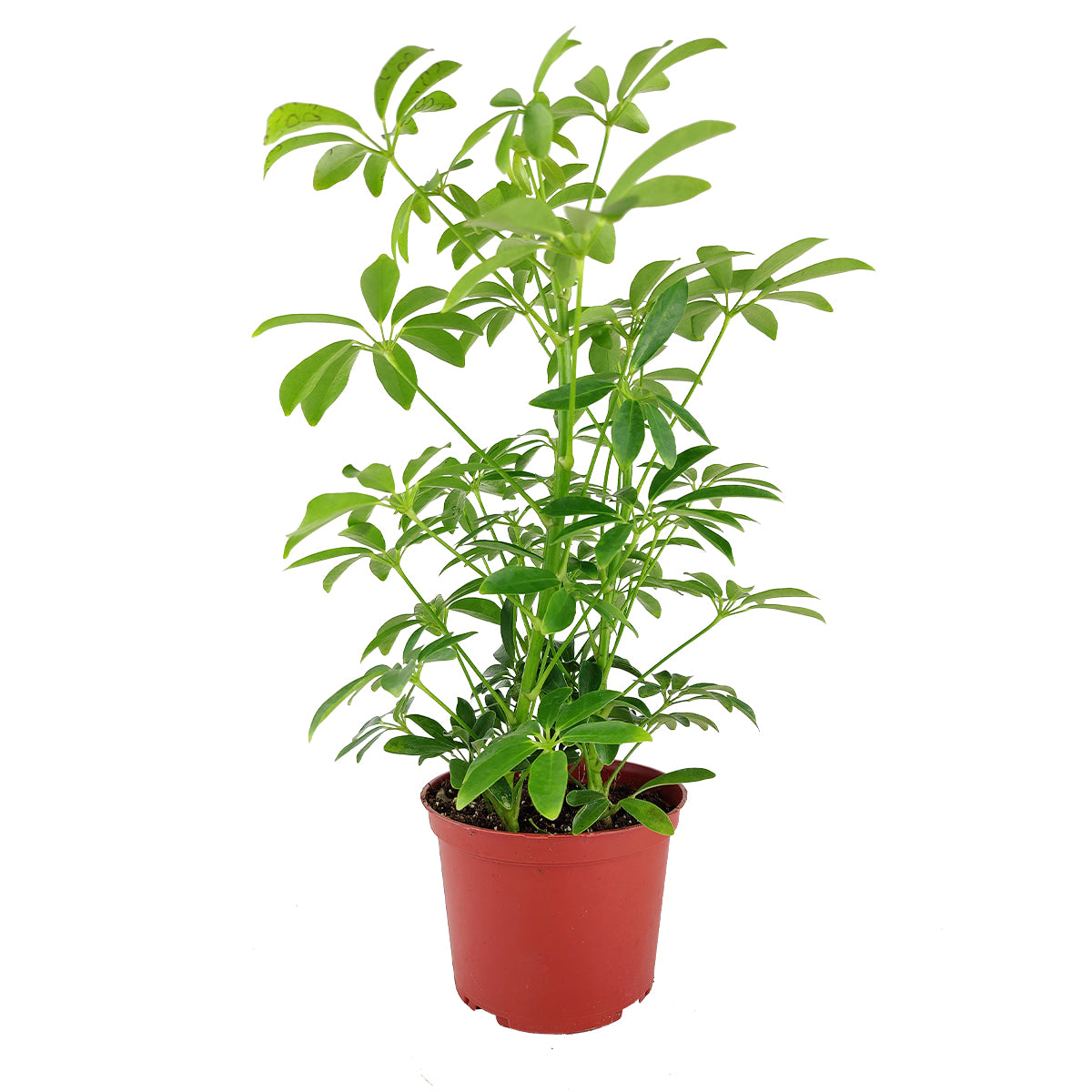 buy schefflera arboricola 'umbrella' live houseplant 6" pot online, dense canopy of deep forest green oval leaflets, woody maturing stems with a tropical aesthetic, low maintenance care routine, tolerates indoor humidity levels, elegant floor plant for entryways and living spaces, a lasting green gift for any occasion