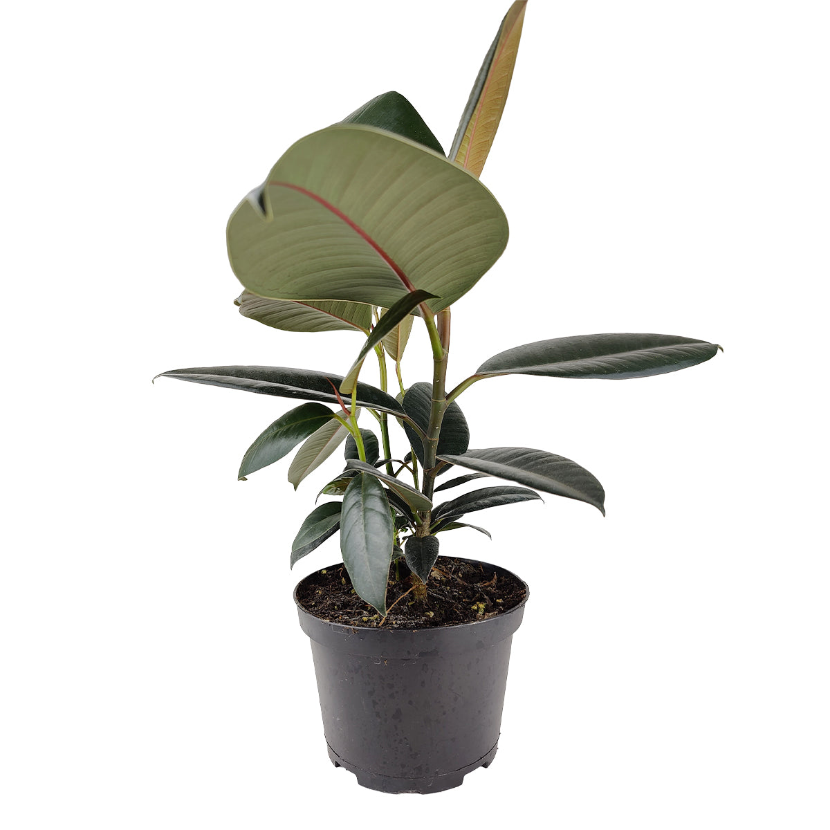 buy ficus elastica 'burgundy' - burgundy rubber plant live houseplant 3" pot online, compact young plant with characteristic wine-dark glossy leaves unfurling from bright reddish sheaths, moraceae family tropical tree, moderate watering needs, highly visual foliage plant, an eye-catching accent for bookshelves or side tables, makes a lovely gift for any occasion