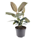 Ficus Decora Burgundy, Ficus Decora, Rubber plant, Rubber tree, burgundy houseplant, burgundy rubber tree, ficus burgundy, rubber plant care, Ficus Decora Burgundy care, Ficus Decora Burgundy near me