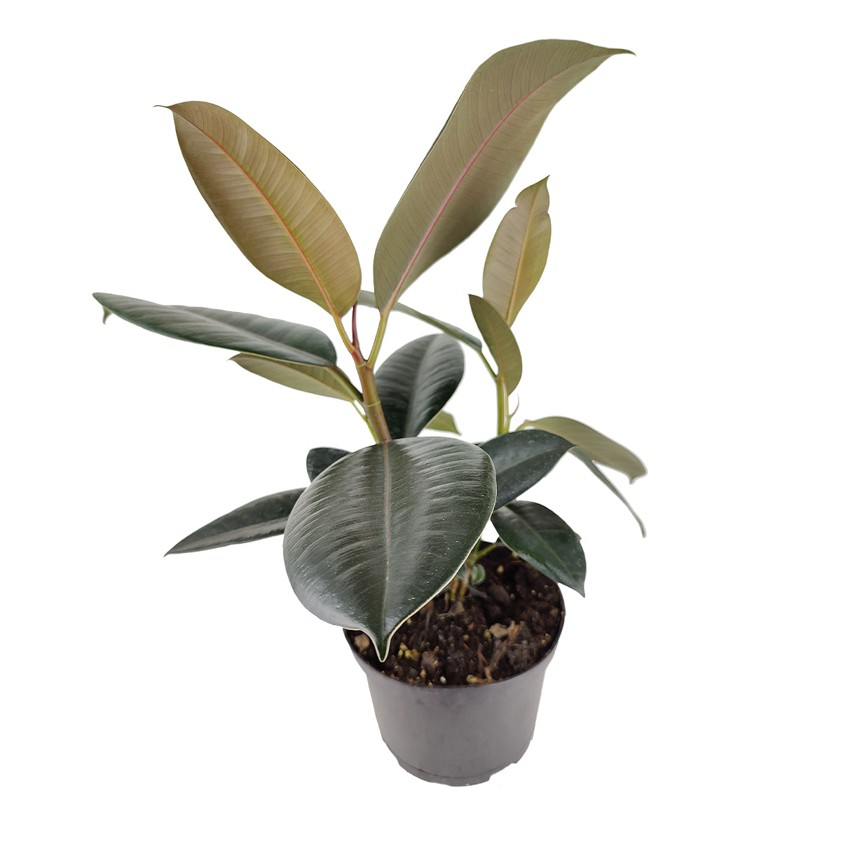 buy ficus elastica 'burgundy' - burgundy rubber plant live houseplant 6" pot online, large ovate leaves with smooth deep burgundy surface and glossy sheen, fast-growing upright form reaching several feet tall indoors, drought-tolerant once established, native to south and southeast asia, a sophisticated statement plant for modern decor, thoughtful gift for houseplant fans