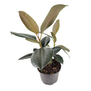 Ficus Decora Burgundy, Ficus Decora, Rubber plant, Rubber tree, burgundy houseplant, burgundy rubber tree, ficus burgundy, rubber plant care, Ficus Decora Burgundy care, Ficus Decora Burgundy near me